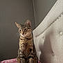 cat, tabby_cat, pet, indoor, bedroom, blanket, hello_kitty, feline, fur, sitting, headboard, wall, texture, pink, gray, comfort, cute, animal, resting, cozy