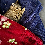 Estrella joined the competition — help win amazing prizes! cat, tabby, sleeping, blanket, blue_blanket, red_blanket, floral_pattern, cozy, resting, fur, pet, indoors, comfort, cute, animal, paw, relaxation, soft, warm, nap
