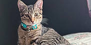 Estrella joined the competition — help win amazing prizes! animal, bed, cat, collar, cute, domestic_animal, ears, eyes, feline, floral_pattern, fur, indoor, pet, portrait, quilt, relaxed, resting, tabby_cat, tail, whiskers