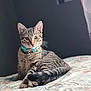 Estrella joined the competition — help win amazing prizes! cat, tabby_cat, collar, pet, animal, feline, bed, quilt, floral_pattern, indoor, resting, cute, whiskers, ears, tail, eyes, fur, portrait, domestic_animal, relaxed