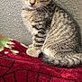 Estrella is registered to the contest to win money with this photo: kitten, tabby, cat, pet, feline, young, cute, striped, whiskers, indoor, blanket, red, texture, fur, animal, sitting, curious, small, ears, eyes