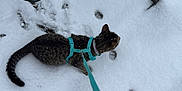 Estrella is registered to the contest to win money with this photo: cat, snow, paw_prints, leash, harness, outdoor, metal_chair, winter, pet, animal, curious, exploring, cold, footprints, feline, nature, daytime, gray_cat, background, adventure