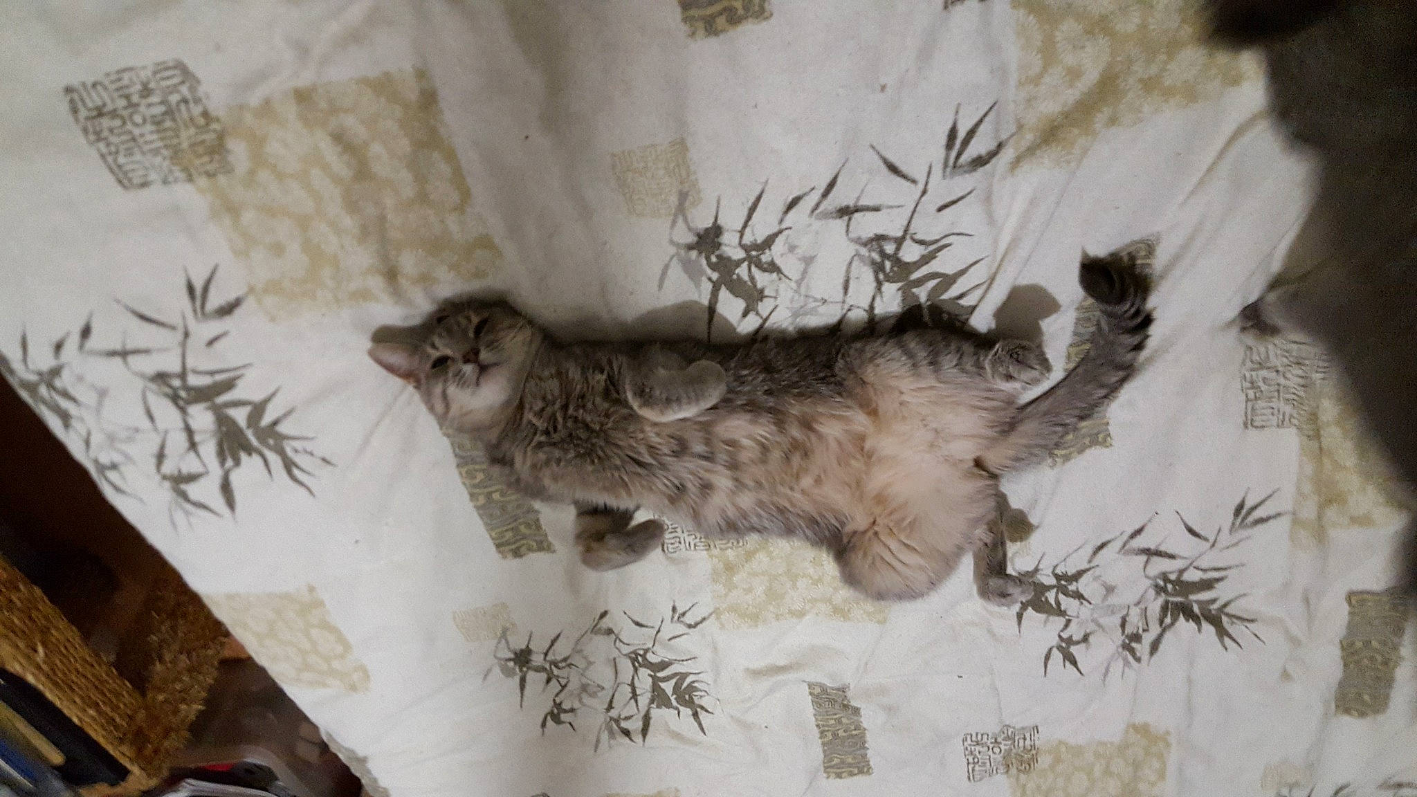 Bella participe au concours pour gagner de l'argent avec cette photo : art, cat, claw, domestic_short_haired_cat, fawn, felidae, fur, paw, small_to_medium_sized_cats, tail, terrestrial_animal, whiskers, wood