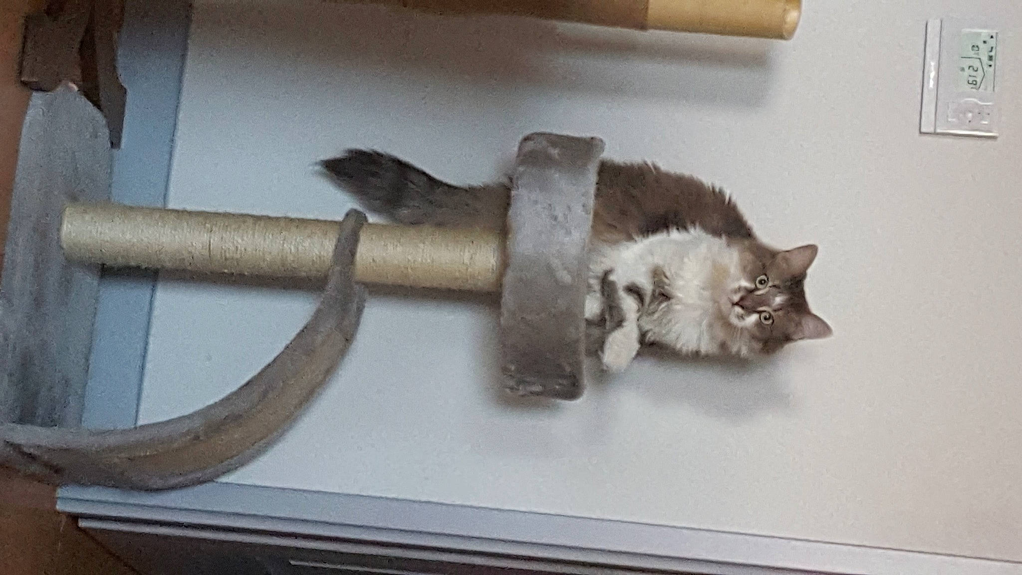 Diamant a rejoint le concours — aidez-le/la à gagner de superbes lots ! carnivore, cat, cat_supply, claw, domestic_short_haired_cat, felidae, fur, hardwood, light_switch, pipe, small_to_medium_sized_cats, tail, vertebrate, wall_plate, whiskers, window, wood