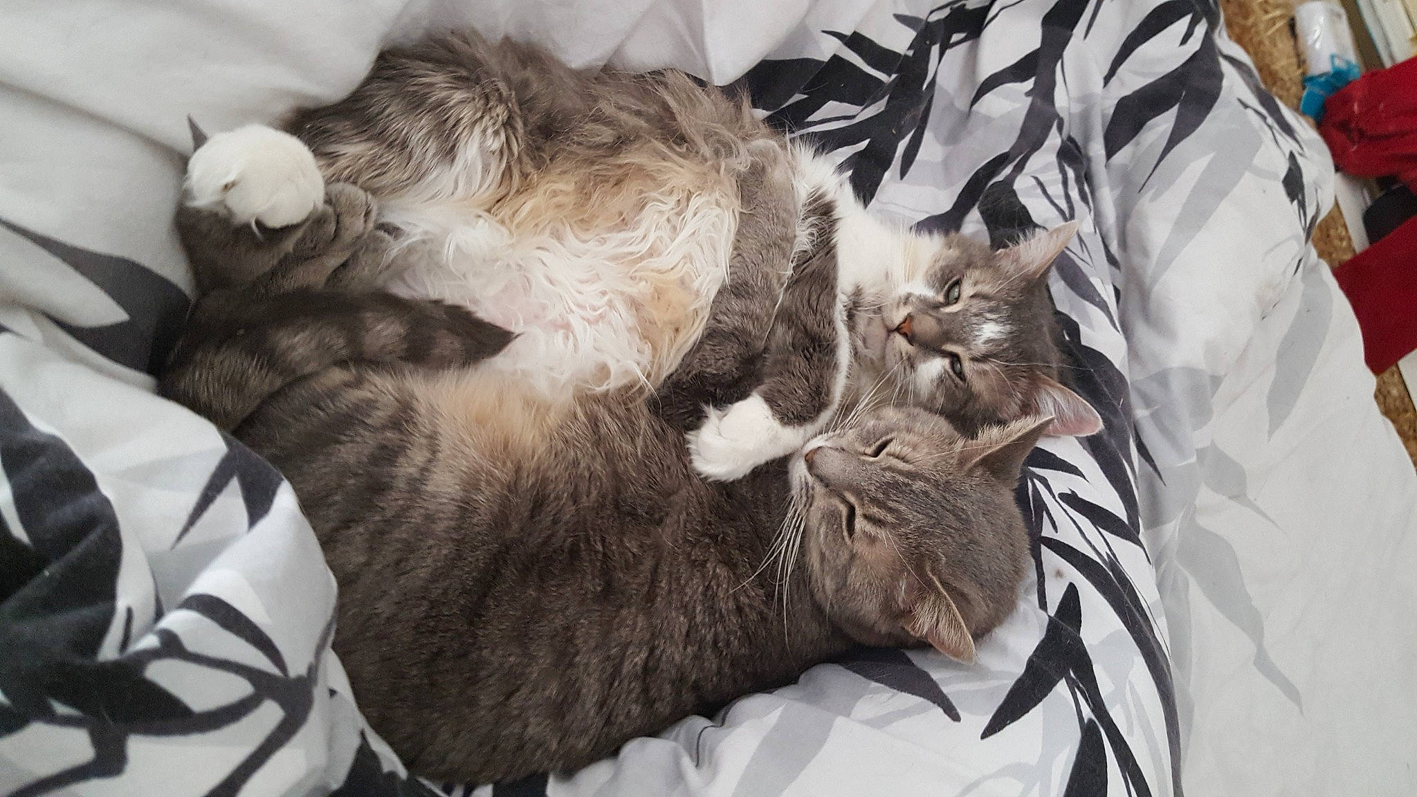 Diamant participe au concours pour gagner de l'argent avec cette photo : canidae, carnivore, cat, claw, comfort, domestic_short_haired_cat, felidae, fur, grey, linens, nap, paw, sleep, small_to_medium_sized_cats, snout, tail, whiskers