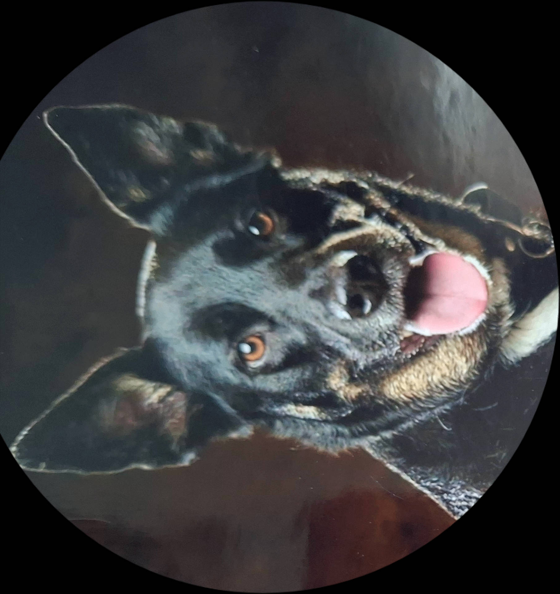 Olya participe au concours pour gagner de l'argent avec cette photo : animal, black, canine, close_up, cute, dog, domestic_animal, ears, face, friendly, fur, happy, looking, muzzle, pet, playful, portrait, tan, tongue, vignette