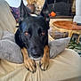 dog, black_dog, paws, couch, living_room, fireplace, table, vase, dried_plants, home_interior, pet, canine, resting, furniture, cozy, brown_eyes, looking, indoors, relaxed, blanket