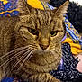 Minette a rejoint le concours — aidez-le/la à gagner de superbes lots ! animal, blanket, cat, close_up, colorful, cute, domestic_cat, feline, fur, indoor, mammal, patterned, paw, pet, portrait, resting, sleepy, striped_fur, tabby_cat, whiskers