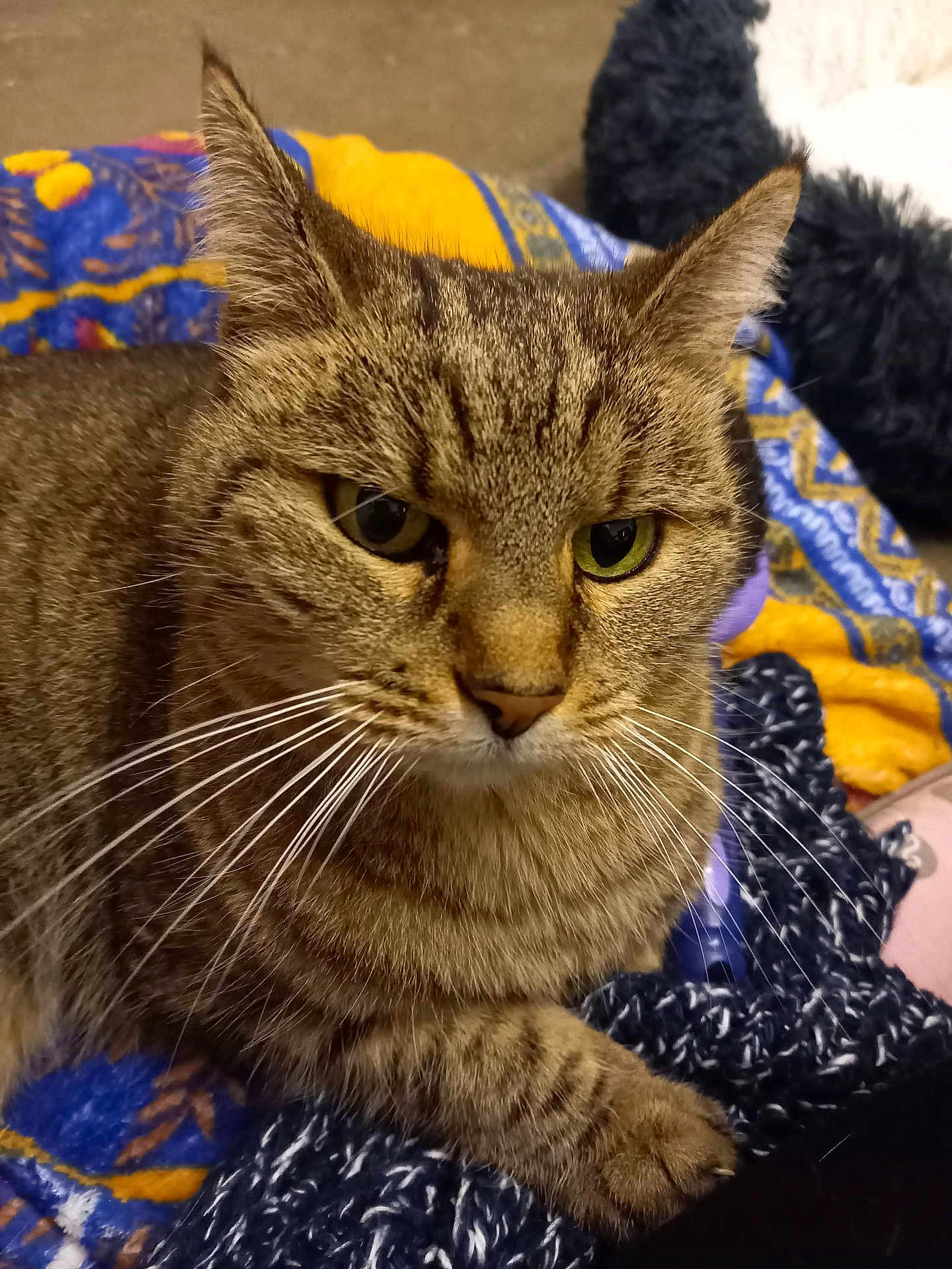 Minette