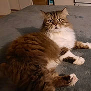 Kee Kee is registered to the contest to win money with this photo: cat, fluffy, brown, white, fur, indoor, pet, animal, relaxed, lying_down, curious_eyes, soft_surface, cozy, mammal, whiskers, paws, feline, bedroom, carpet, domestic_cat