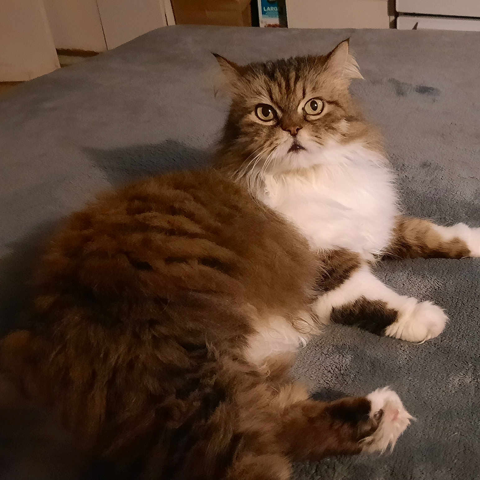 Kee Kee is registered to the contest to win money with this photo: cat, fluffy, brown, white, fur, indoor, pet, animal, relaxed, lying_down, curious_eyes, soft_surface, cozy, mammal, whiskers, paws, feline, bedroom, carpet, domestic_cat