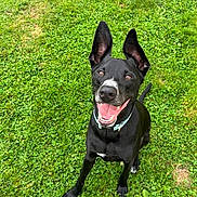 Gideon is registered to the contest to win money with this photo: dog, black_dog, grass, outdoor, pet, happy, smiling, ears_up, collar, animal, canine, sitting, nature, greenery, playful, tongue_out, friendly, cute, portrait, daylight