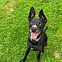 dog, black_dog, grass, outdoor, pet, happy, smiling, ears_up, collar, animal, canine, sitting, nature, greenery, playful, tongue_out, friendly, cute, portrait, daylight
