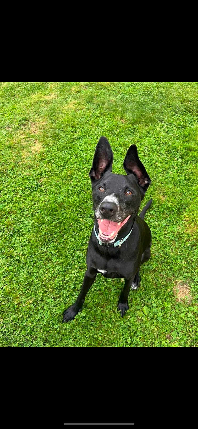 Gideon is registered to the contest to win money with this photo: dog, black_dog, grass, outdoor, pet, happy, smiling, ears_up, collar, animal, canine, sitting, nature, greenery, playful, tongue_out, friendly, cute, portrait, daylight