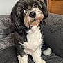 Rocky joined the competition — help win amazing prizes! dog, pet, black_and_white, fluffy, cute, sitting, couch, indoor, fur, small_dog, head_tilt, animal, domestic_animal, companion, looking_up, paw, nose, whiskers, friendly, alert