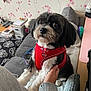 Rocky joined the competition — help win amazing prizes! dog, pet, red_harness, black_and_white, living_room, couch, person, hand, flower_wallpaper, cushion, cute, small_dog, indoor, fur, leash, cozy, home, animal, adorable, portrait