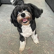 Rocky joined the competition — help win amazing prizes! dog, small_dog, black_and_white, fluffy, happy, excited, ears_flapping, carpet, indoor, living_room, couch, pet, canine, smiling, fur, playful, companion, animal, cute, domestic