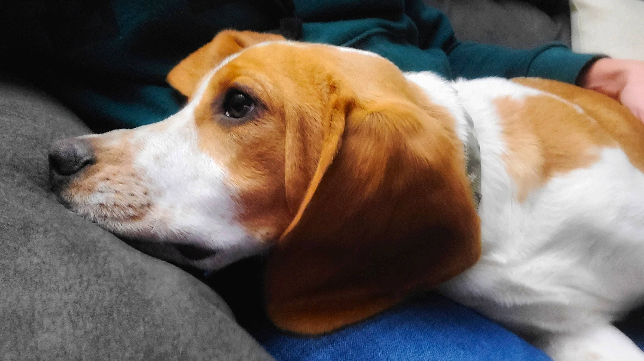 Leo Legend is registered to the contest to win money with this photo: beagle, carnivore, collar, comfort, companion_dog, dog, dog_breed, fur, hound, hunting_dog, scent_hound, snout, sporting_group, terrestrial_animal, whiskers, working_animal