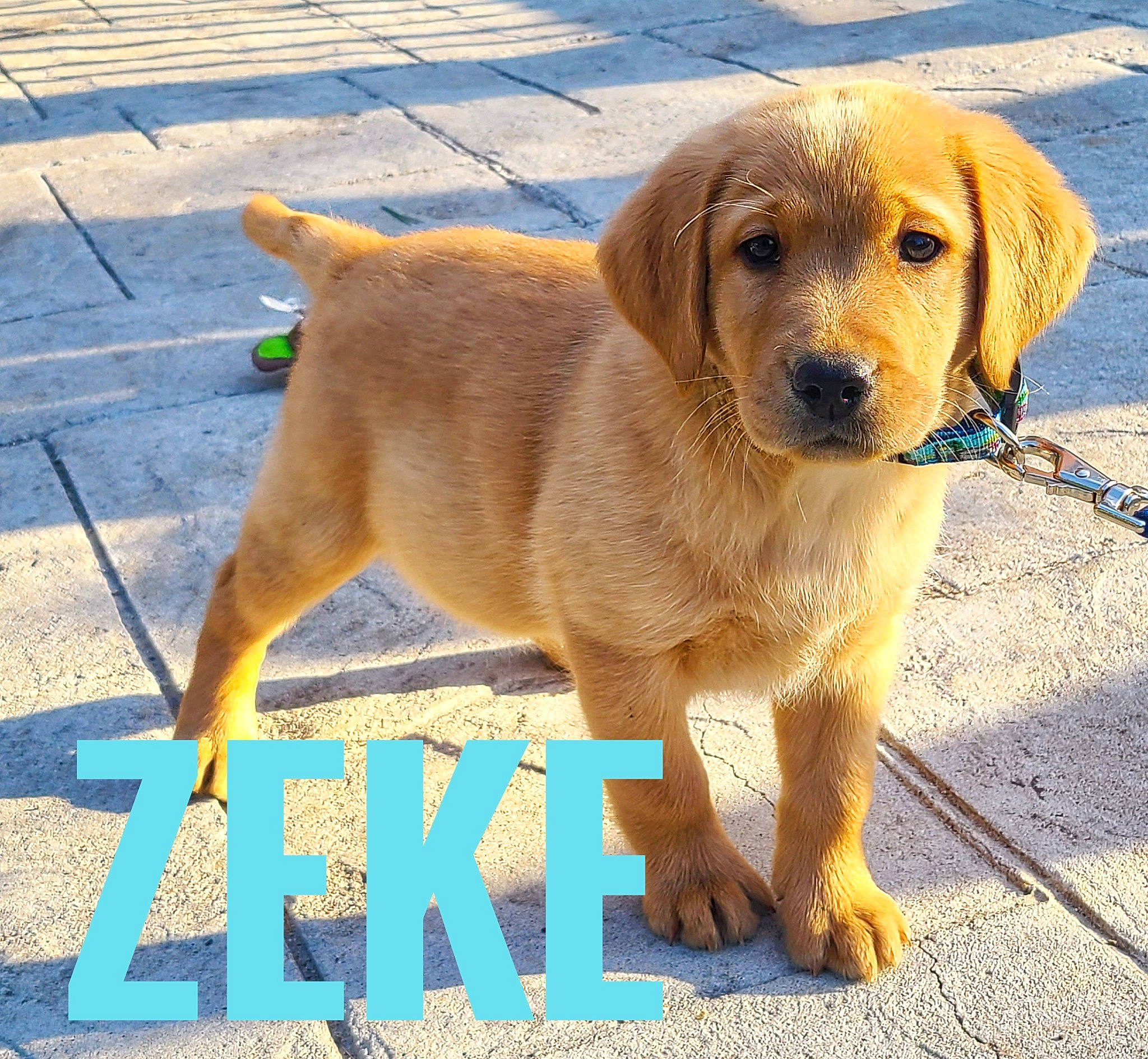 Zeke