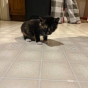 Cleopatra joined the competition — help win amazing prizes! kitten, cat, indoor, floor, tile, small, curious, shadow, plaid_pants, wooden_cabinet, feline, pet, young, curled_whiskers, four_paws, curious_eyes, domestic_animal, cute, furry, exploring