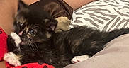Cleopatra is registered to the contest to win money with this photo: arm, bed, bedding, cat, cozy, cute, feline, fur, indoor, kitten, paw, person, pet, playful, polka_dots, red_clothing, resting, small, tortoiseshell, zebra_pattern