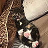 kitten, cat, sleepy, paw_pads, cushion, blanket, patterned, fur, cute, cozy, indoor, resting, small, pink, white, black, brown, animal, pet, relaxing