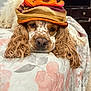 Cody is registered to the contest to win money with this photo: dog, pet, curly_ears, hat, resting, quilt, floral_pattern, bedroom, furniture, closeup, brown_and_white, sleepy, cozy, indoor, canine, animal, portrait, cute, relaxed, fur