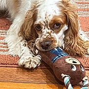 Cody is registered to the contest to win money with this photo: dog, puppy, toy, plush_toy, rope_toy, brown_and_white, curly_fur, spotting, lying_down, wooden_floor, rug, indoor, pet, chewing, playful, close_up, animal, canine, relaxed, domestic