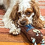 dog, puppy, toy, plush_toy, rope_toy, brown_and_white, curly_fur, spotting, lying_down, wooden_floor, rug, indoor, pet, chewing, playful, close_up, animal, canine, relaxed, domestic