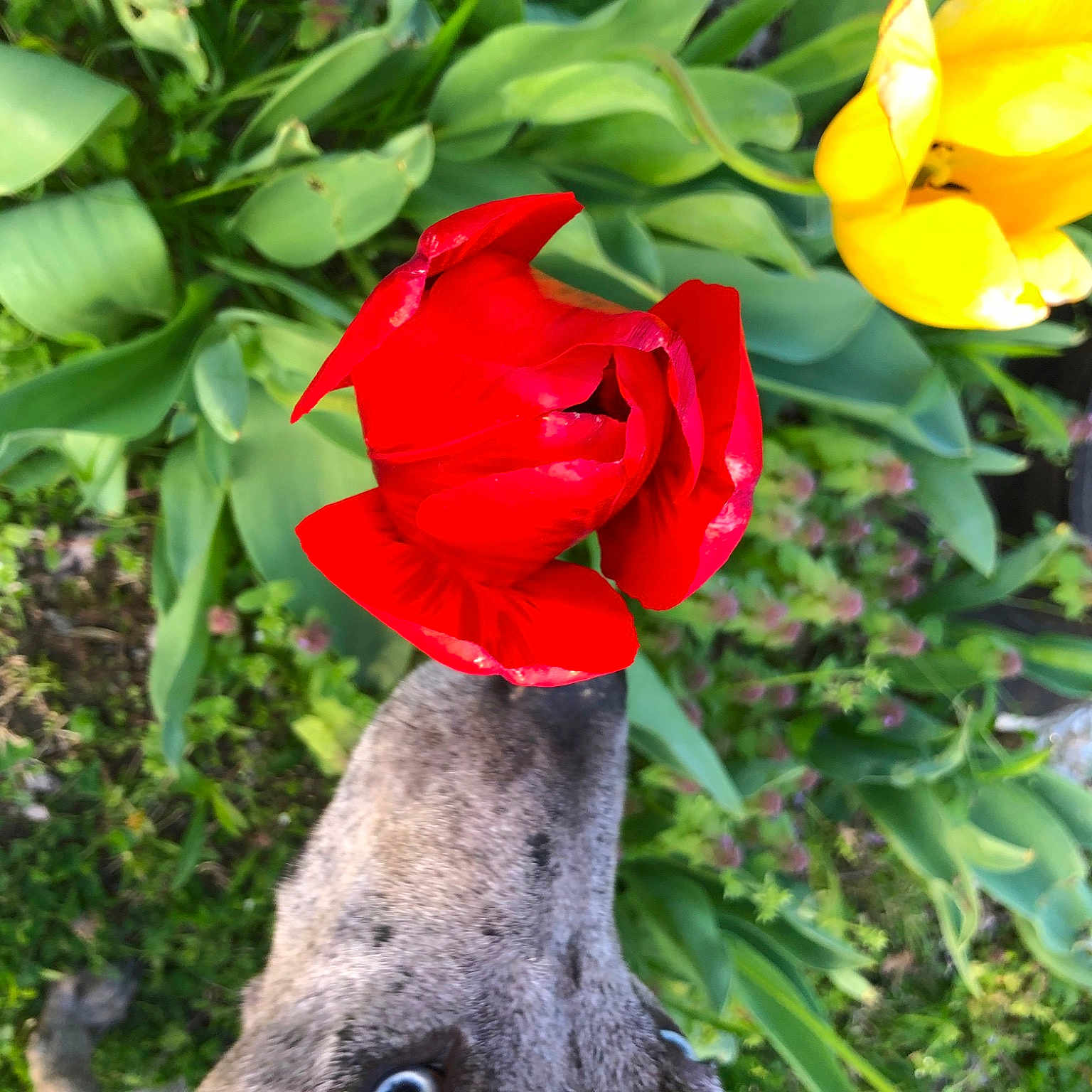 Kodi Lynne joined the competition — help win amazing prizes! annual_plant, carmine, flower, flowering_plant, flowerpot, garden, grass, groundcover, hat, herbaceous_plant, houseplant, landscape, lawn_ornament, petal, plant, rose_family, shrub, terrestrial_plant, trunk, vascular_plant