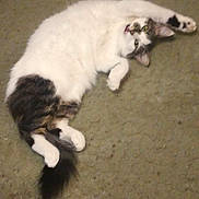 Dolly joined the competition — help win amazing prizes! cat, pet, feline, white, tabby, carpet, floor, relaxed, lying_down, paw, tail, indoor, cute, playful, animal, fur, whiskers, ears, eyes, mouth