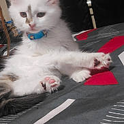 Millie is registered to the contest to win money with this photo: abyssinian, accessories, angora, animal, cat, chair, face, furniture, head, homedecor, indoors, kitten, manx, person, pet, photography, portrait, siamese, slate, strap