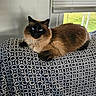 cat, long_hair, fluffy, blue_eyes, sitting, lounging, portrait, indoors, window, blinds, curtain, cushion, patterned_fabric, black_and_brown, pointed_ears, whiskers, pet, sunlight, home, relaxed