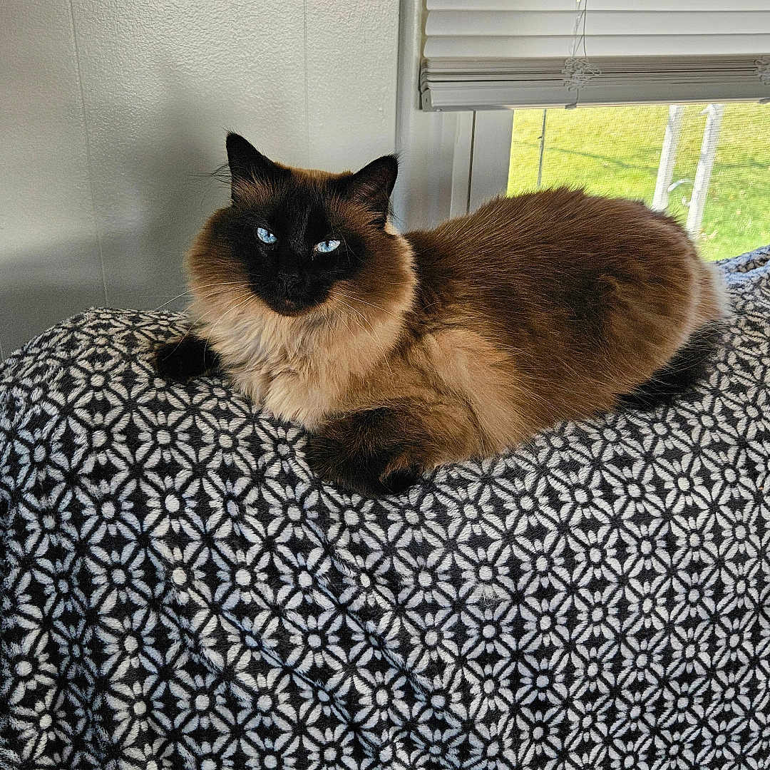 Gizmo