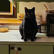 Cooper joined the competition — help win amazing prizes! black_cat, cat, animal, pet, sitting, upright, indoors, kitchen, countertop, cabinet, window, curtain, mug, cup, bowl, microwave, appliance, black_fur, green_eyes, portrait
