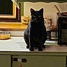 black_cat, cat, animal, pet, sitting, upright, indoors, kitchen, countertop, cabinet, window, curtain, mug, cup, bowl, microwave, appliance, black_fur, green_eyes, portrait