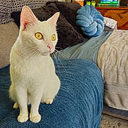 Willow is registered to the contest to win money with this photo: cat, white_cat, pet, animal, sitting, indoors, living_room, ottoman, blue_blanket, couch, pillows, houseplant, books, furniture, portrait, whiskers, yellow_eyes, alert, cozy, home_decor