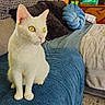 cat, white_cat, pet, animal, sitting, indoors, living_room, ottoman, blue_blanket, couch, pillows, houseplant, books, furniture, portrait, whiskers, yellow_eyes, alert, cozy, home_decor