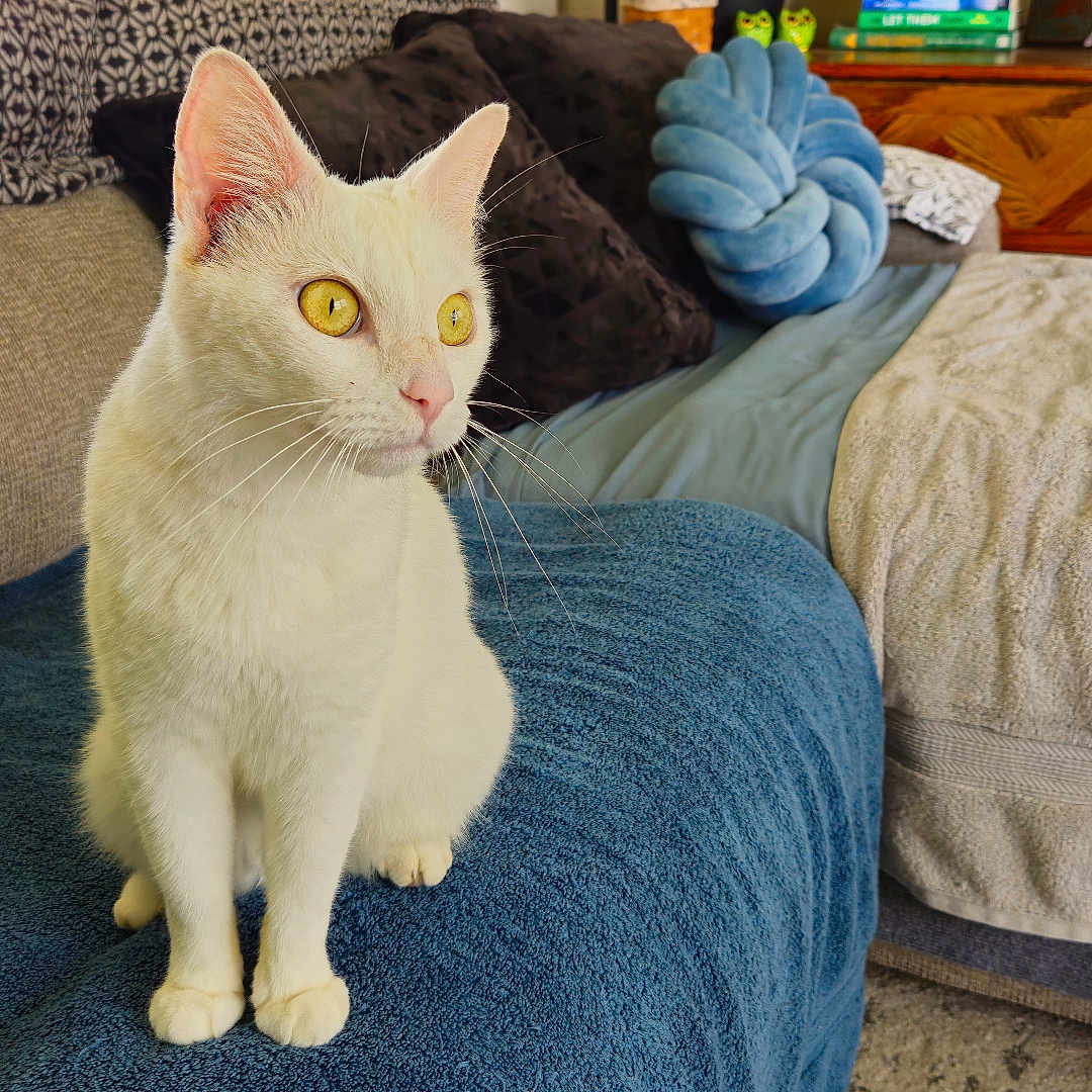 Willow