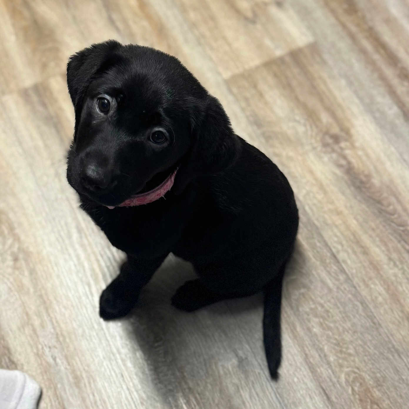 Ruby is registered to the contest to win money with this photo: animal, canine, clothing, dog, footwear, hardwood, hound, indoors, interiordesign, labradorretriever, pet, puppy, shoe, snout, whitedog, wood