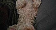 Gizmo is registered to the contest to win money with this photo: animal, blanket, canine, couch, cozy, curly_fur, cute, dog, domestic_animal, fur, home, indoor, living_room, nap, pet, pillows, relaxed, resting, sleeping, upside_down