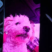 Gizmo joined the competition — help win amazing prizes! animal_face, car_interior, closeup, companion, curly_fur, device, dog, domestic_animal, furry, hand, human_arm, indoor, pet, phone_screen, pink_tint, portrait, reflection, screen_glare, technology, white_dog
