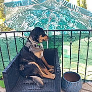 Uggy a rejoint le concours — aidez-le/la à gagner de superbes lots ! dog, chair, balcony, umbrella, plant_pot, railing, outdoor, sunlight, wicker, pet, sitting, leaf_pattern, green, black, decorative, calm, animal, side_view, fence, daytime
