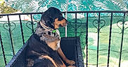 Uggy a rejoint le concours — aidez-le/la à gagner de superbes lots ! animal, balcony, black, calm, chair, daytime, decorative, dog, fence, green, leaf_pattern, outdoor, pet, plant_pot, railing, side_view, sitting, sunlight, umbrella, wicker
