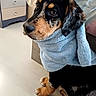 Uggy participe au concours pour gagner de l'argent avec cette photo : animal, black, brown, cabinet, cozy, cute, dog, ears, eyes, floor, fur, furniture, indoor, pet, portrait, puppy, snuggled, towel, waiting, young