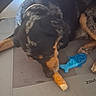 Uggy participe au concours pour gagner de l'argent avec cette photo : dog, pet, chewing, rawhide, toy, blue, shark, mat, cushion, indoor, black, brown, collar, laying, relaxed, paw, snout, animal, timestamp, casual