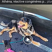 Uggy participe au concours pour gagner de l'argent avec cette photo : animal, asphalt, canine, car, daylight, dog, feet, interaction, large_dog, leash, legs, outdoor, parking_lot, person, pet, pink_harness, shadow, small_dog, social_media, text_overlay