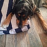 Uggy a rejoint le concours — aidez-le/la à gagner de superbes lots ! black, blanket, brown, canine, closeup, collar, companion, dog, domestic_animal, floor, fur, indoor, laying_down, paws, pet, relaxed, resting, striped_blanket, tan, wooden_floor