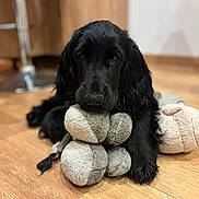 Alba a rejoint le concours — aidez-le/la à gagner de superbes lots ! dog, black_dog, stuffed_toy, toy, wooden_floor, indoor, pet, animal, lying_down, close_up, fur, cute, playful, domestic_animal, canine, relaxed, soft_toy, flooring, companion, adorable