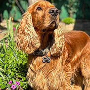 Shadow participe au concours pour gagner de l'argent avec cette photo : attentive, close_up, cocker_spaniel, collar, dog, dog_tag, flowers, fur, garden, golden_brown, grass, long_ears, nose, outdoor, paws, pet, portrait, shallow_depth_of_field, sunlight, whiskers